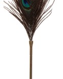 Chatouilleur plume de paon - Taboom